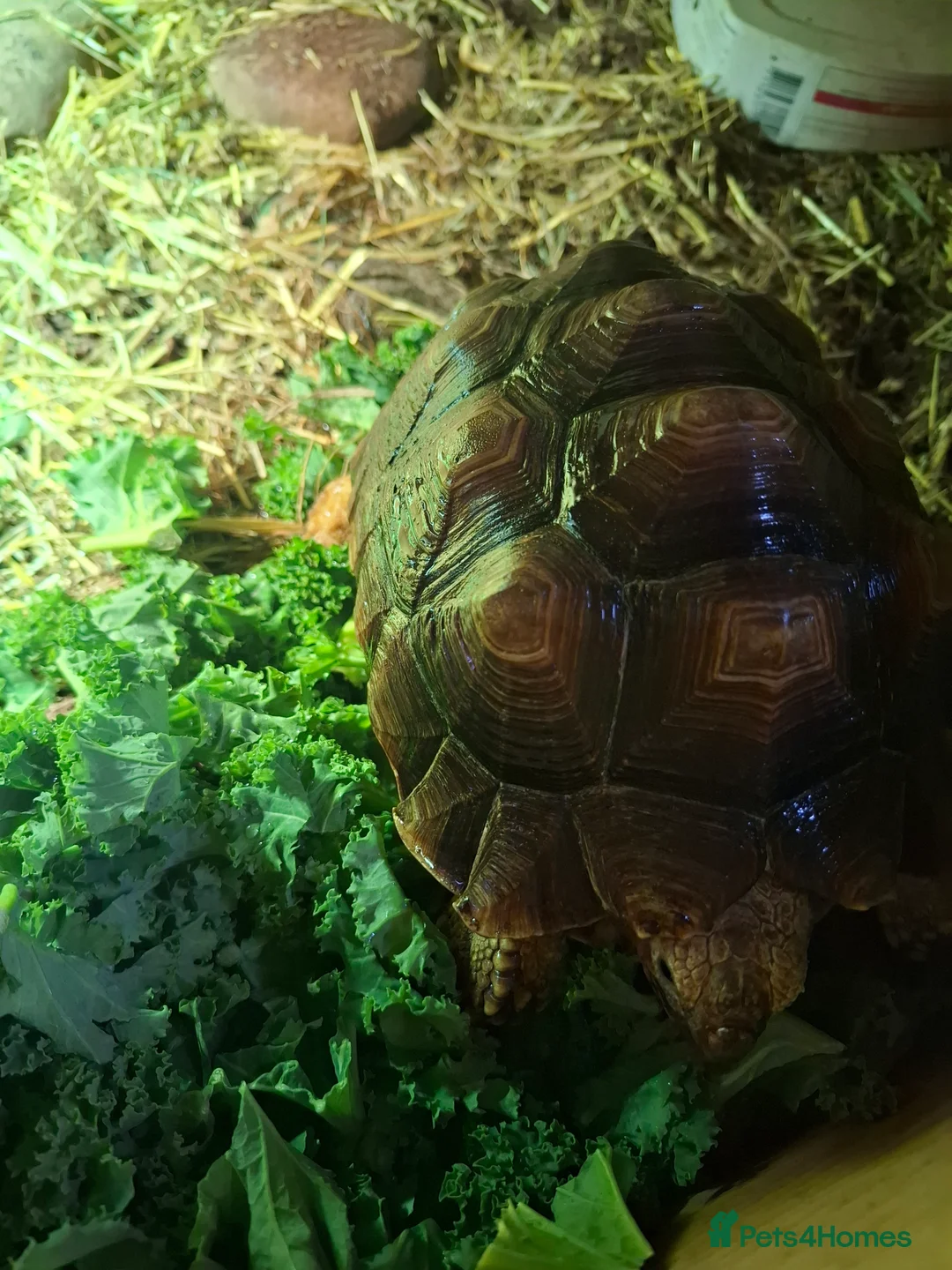 Tortoise reptiles for sale: Sulcata tortoise  - Advert 5