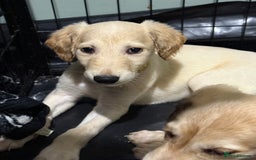 Saluki dogs for sale: Saluki  - Image 13