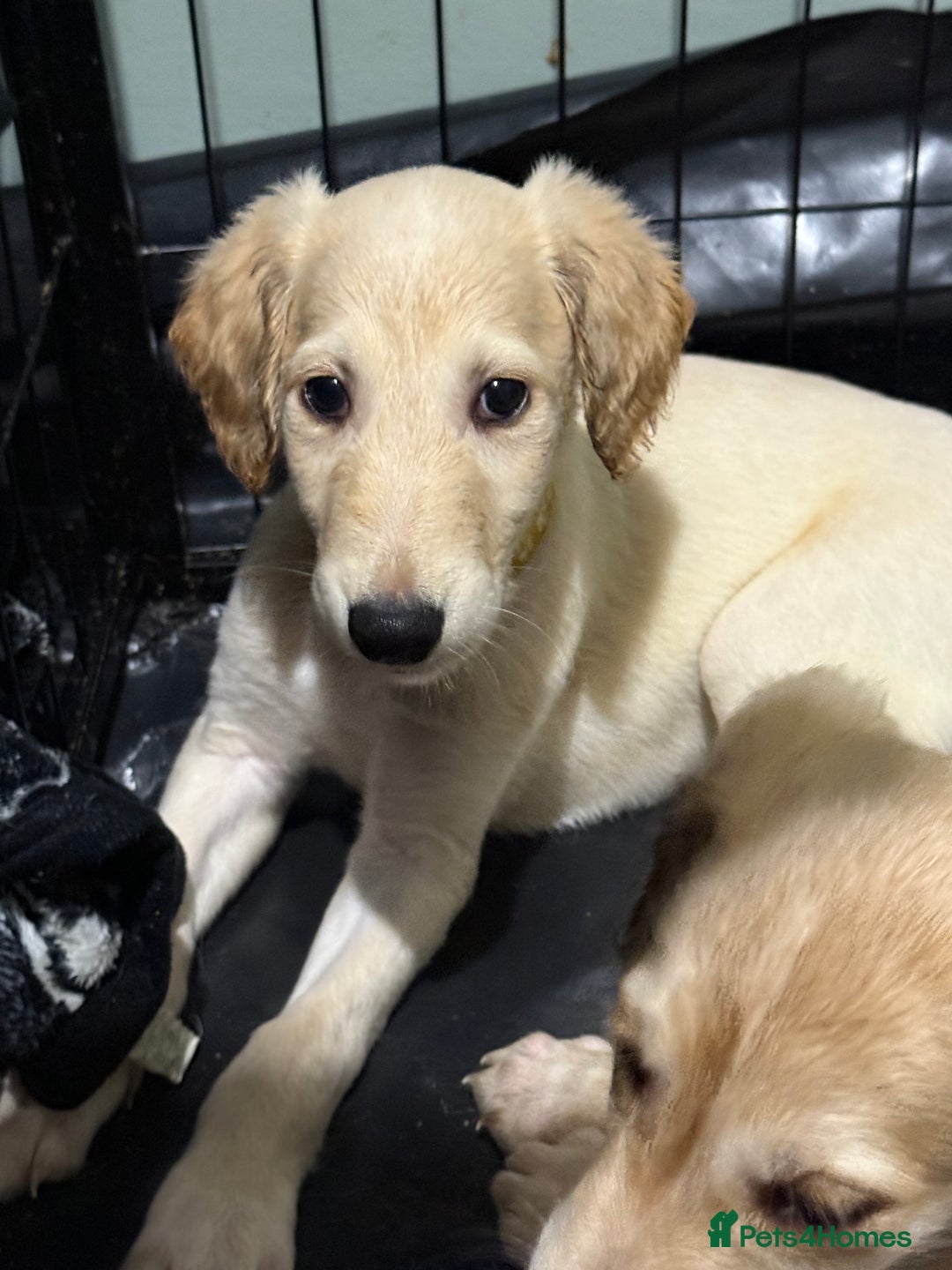 Saluki dogs for sale: Saluki  - Image 13