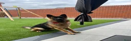 German Shepherd dogs for sale: Loving German shepherd female 19 month old - Advert 7