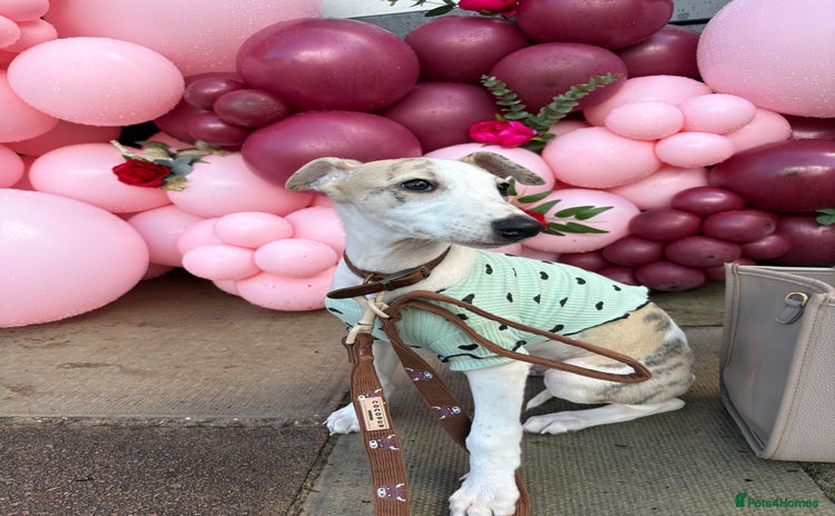Whippet dogs - Advert 5