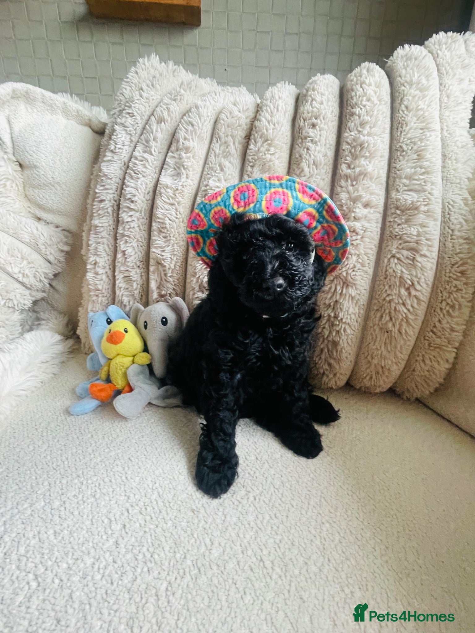 Toy Poodle dogs Toy Poodle Puppies  - Advert 9