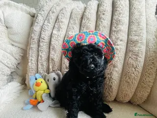 Toy Poodle dogs Toy Poodle Puppies - Advert 9