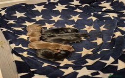 Miniature Dachshund dogs for sale: Beautiful minature dachshund puppies - Image 5