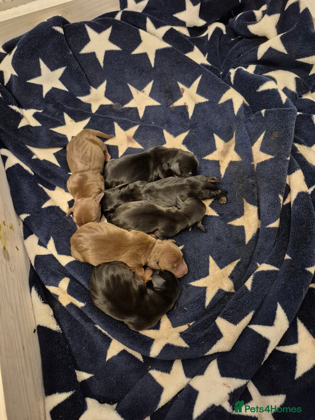 Miniature Dachshund dogs for sale: Beautiful minature dachshund puppies - Image 5