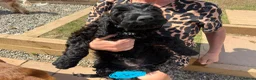 Irish Doodle dogs for sale: Irish Gordon Doodles - Advert 3