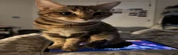 Mixed Breed cats for stud: Looking for male studs for my girls in Wembley - Advert 2