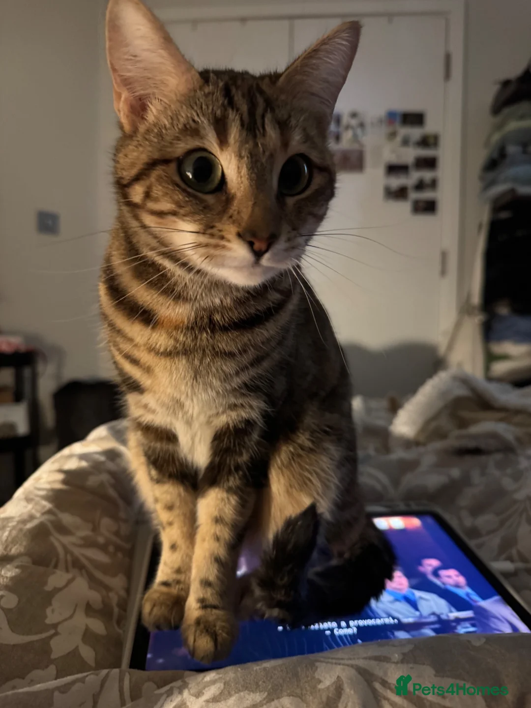 Mixed Breed cats for stud: Looking for male studs for my girls in Wembley - Advert 2