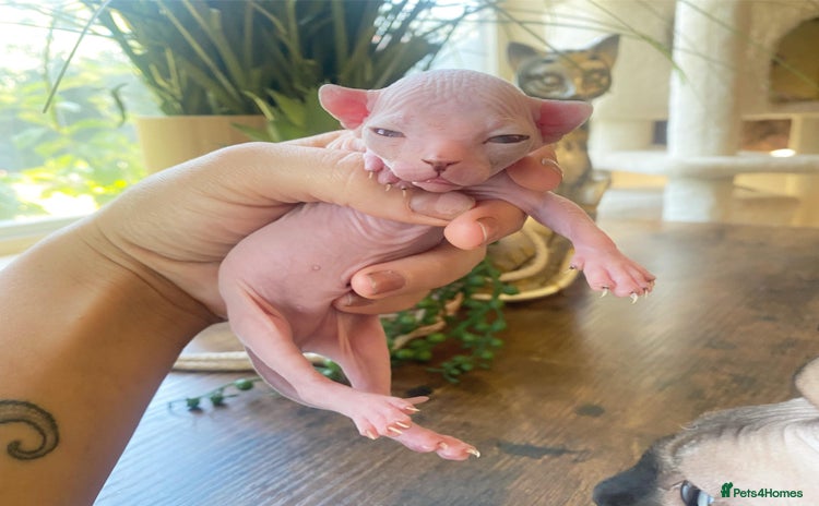 Sphynx cats - Advert 12