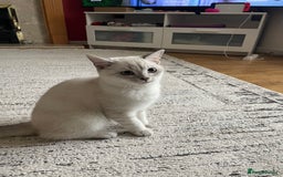 British Shorthair cats for sale: British scottish shorthair - Image 4