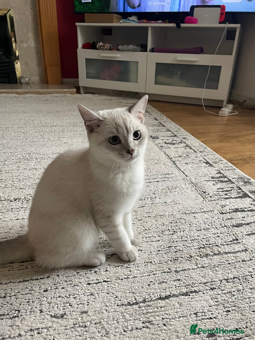 British Shorthair cats for sale: British scottish shorthair - Image 4