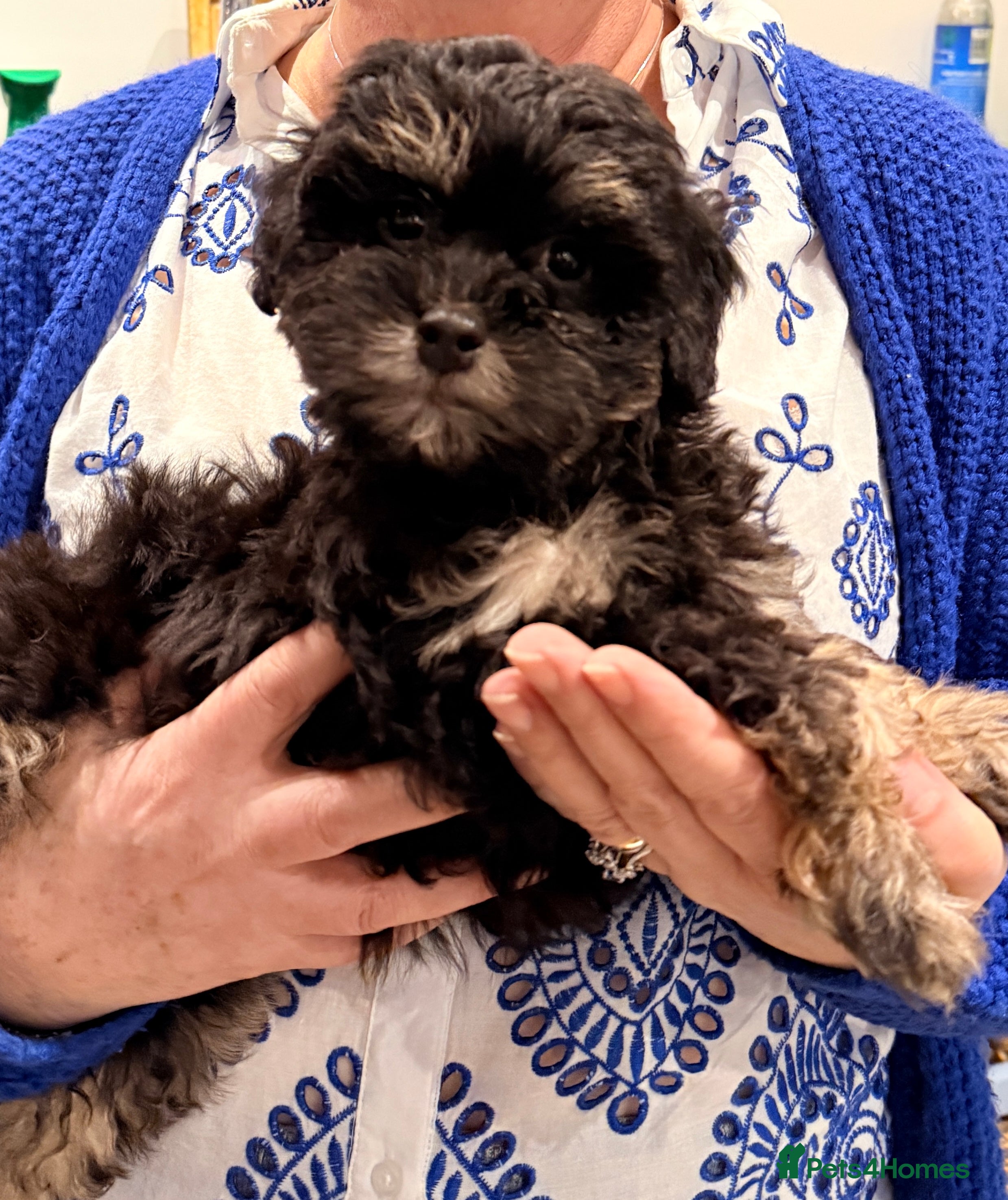 Shihpoo dogs Stunning Phantom Shihpoos! - Advert 1