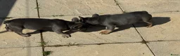 French Bulldog dogs for sale: Top Quality French Bulldog Puppies - Advert 4