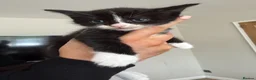 Mixed Breed cats for sale: KITTENS READY SOON in Pulborough - Advert 4