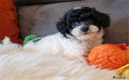 Cockapoo dogs for sale: Best Friend Sofa Companions 🥰 Fully vaccinated  - Image 23