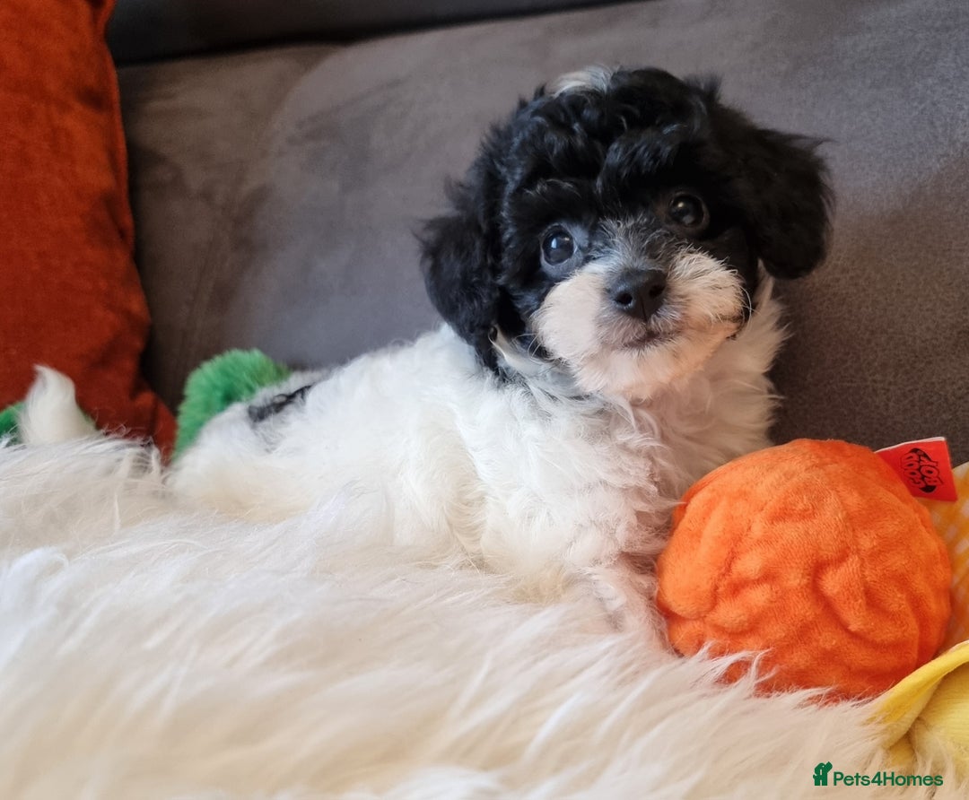 Cockapoo dogs for sale: Best Friend Sofa Companions 🥰 Fully vaccinated  - Image 23
