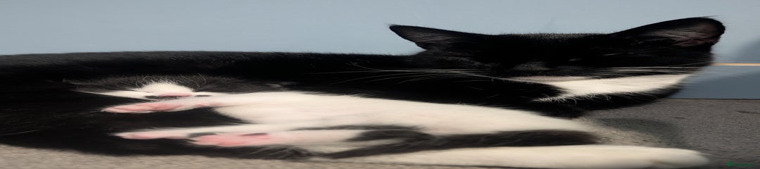 Domestic Shorthair Kitten 1