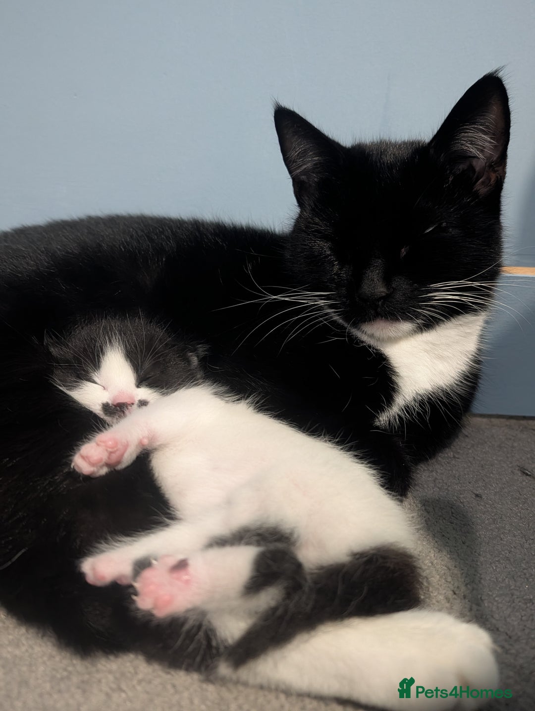 Domestic Shorthair cats for sale: Cute little black and white kitten - Advert 3