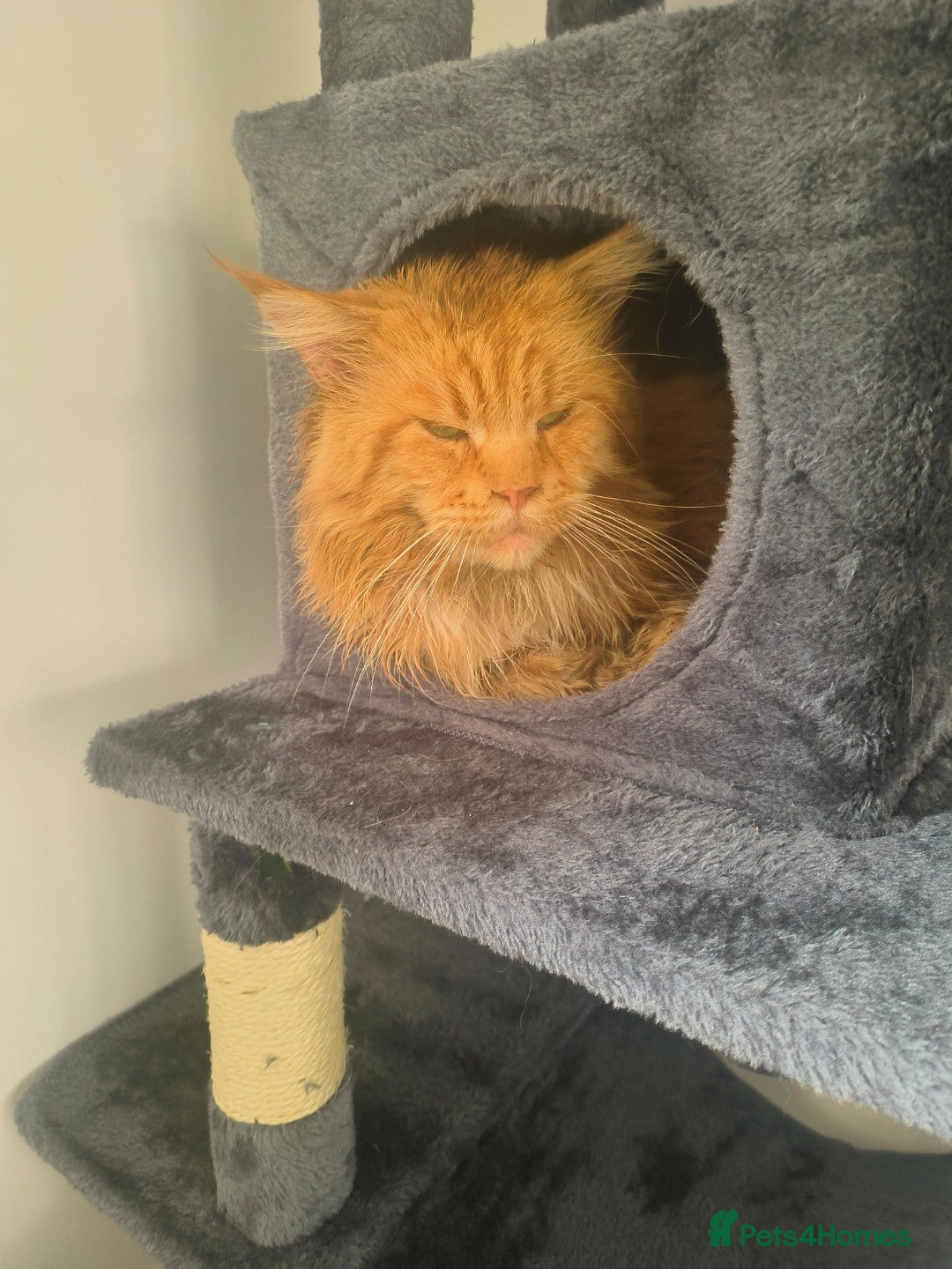 Domestic Shorthair cats for sale: Domestic Kittens - Advert 7