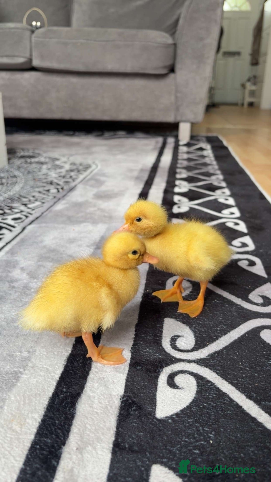 Ducks poultry Baby cherry valley ducks - Advert 7