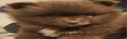 Pomeranian dogs for sale: Stunningly beautiful Pomeranian babies - Advert 8