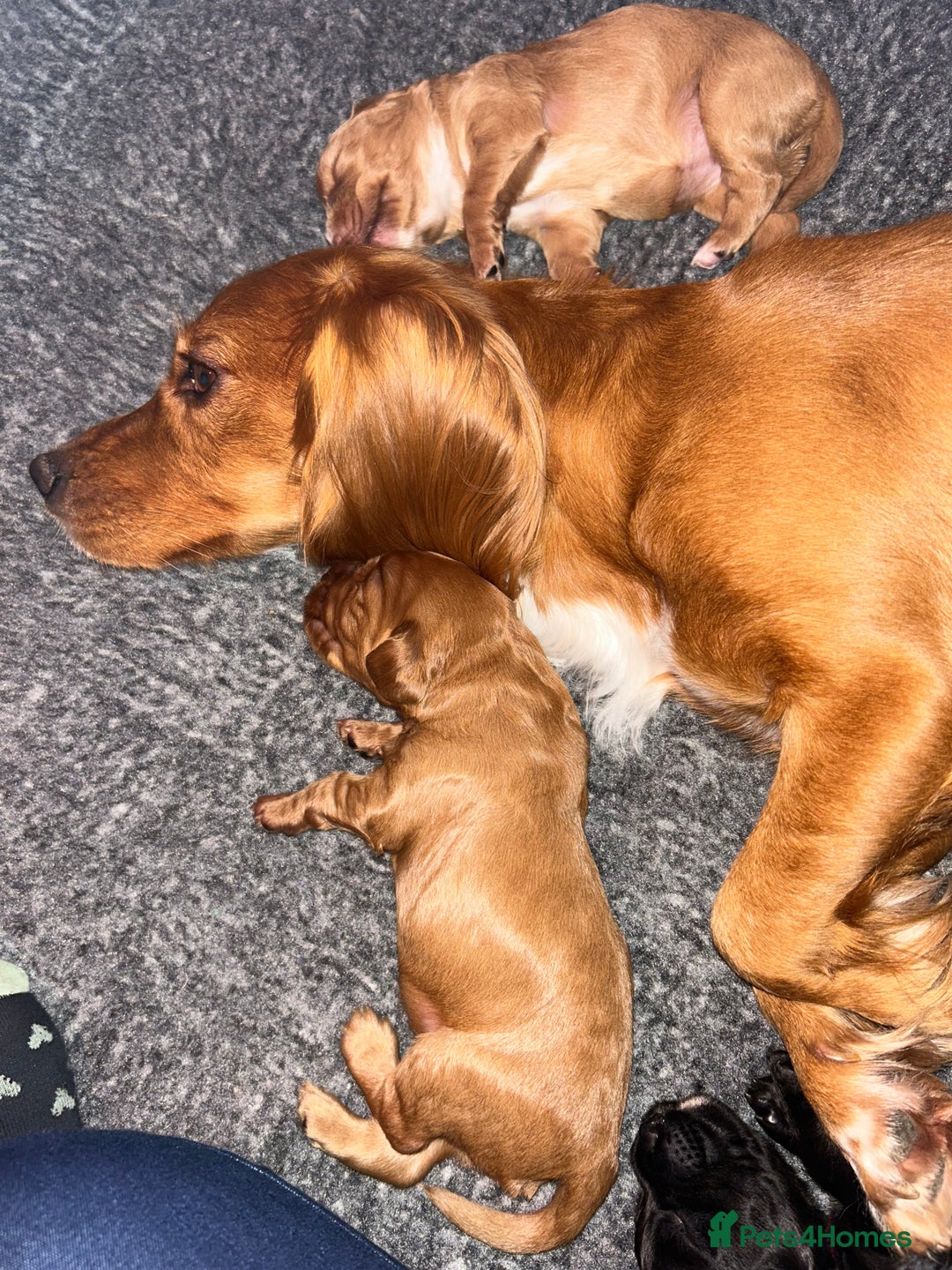 Cocker Spaniel dogs for sale: working cocker spaniel puppies - Advert 6