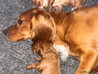 Cocker Spaniel dogs - Advert 24