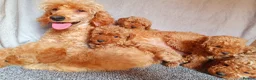 Miniature Poodle dogs for sale: Miniature poodle  - Advert 5