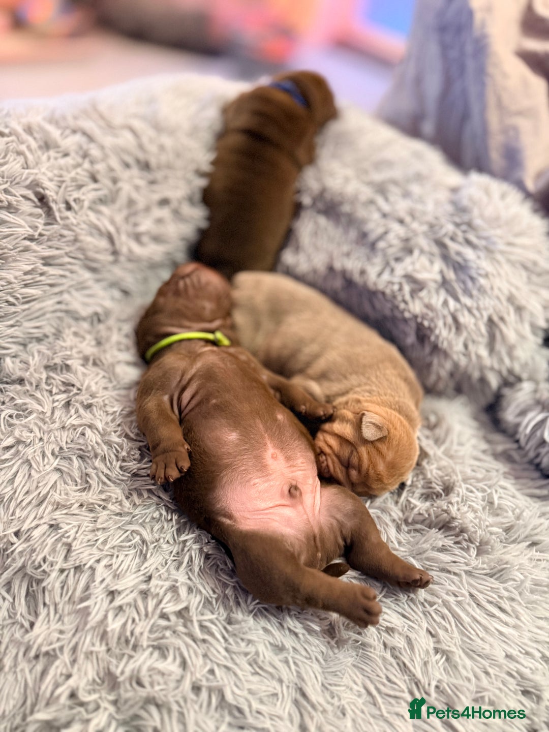 Mixed Breed dogs for sale: Gawjuss Bullpei Puppies 🐶 - Advert 39