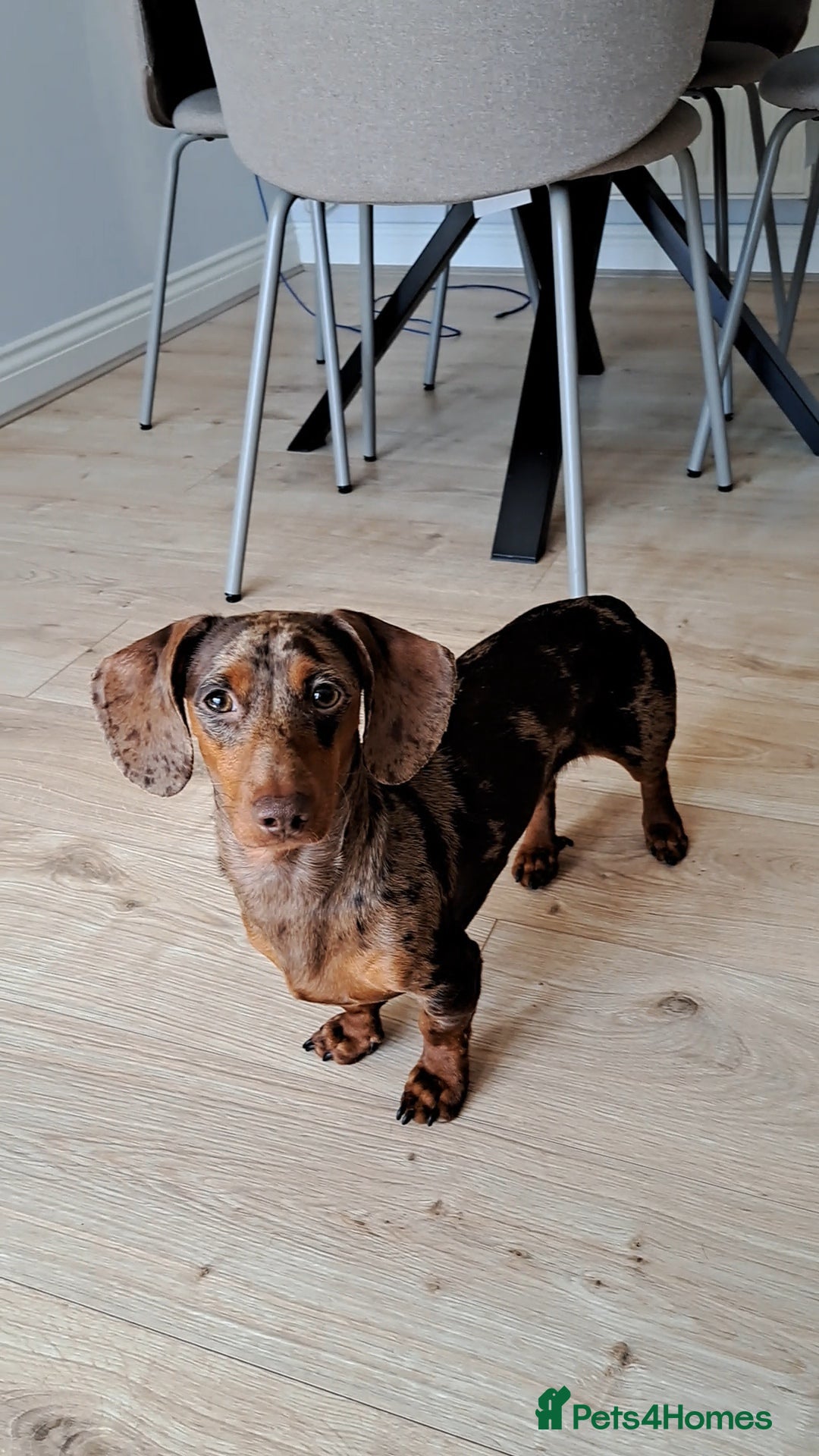 Dachshund dogs Beautiful dachshund 11 month  - Advert 2