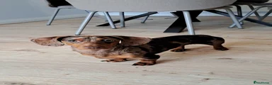Dachshund Puppy 1