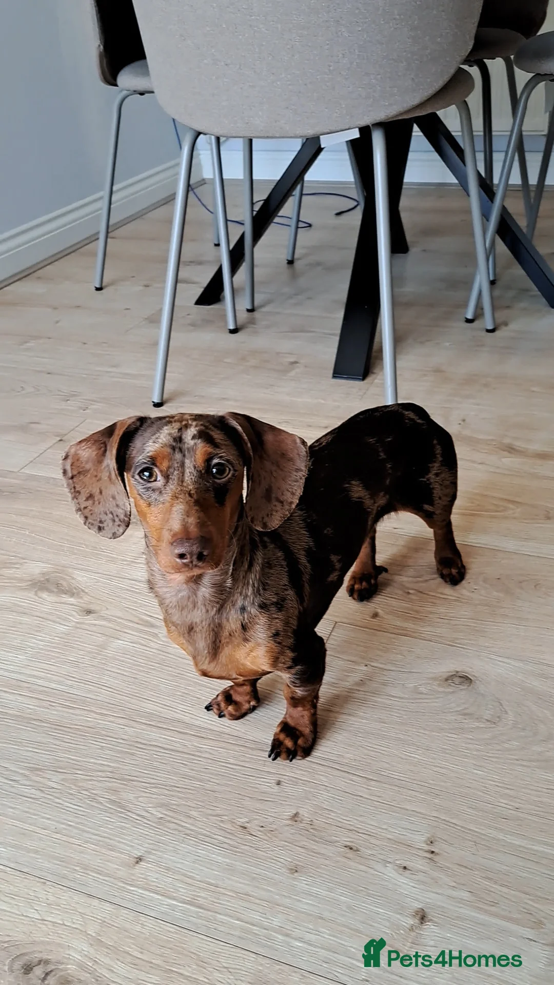 Dachshund dogs for sale: Beautiful dachshund rehoming  - Advert 1