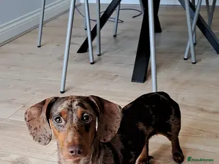 Dachshund dogs Beautiful dachshund rehoming - Advert 3
