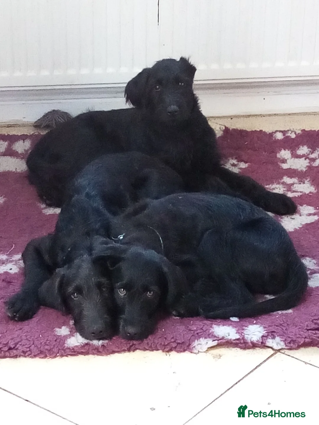 Goldendoodle dogs for sale: Goldendoodle puppies - Advert 1