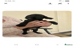 Mixed Breed dogs for sale: Lovely cocker spaniel x - Image 9