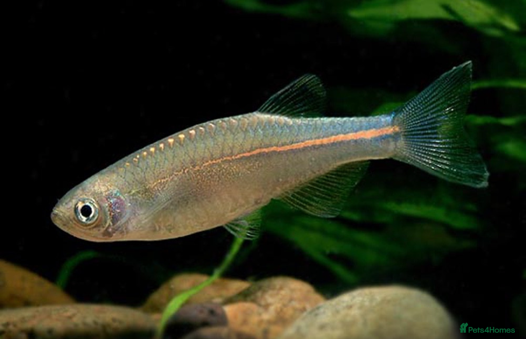 Danios fish Assorted Danios and other fish available - Advert 2