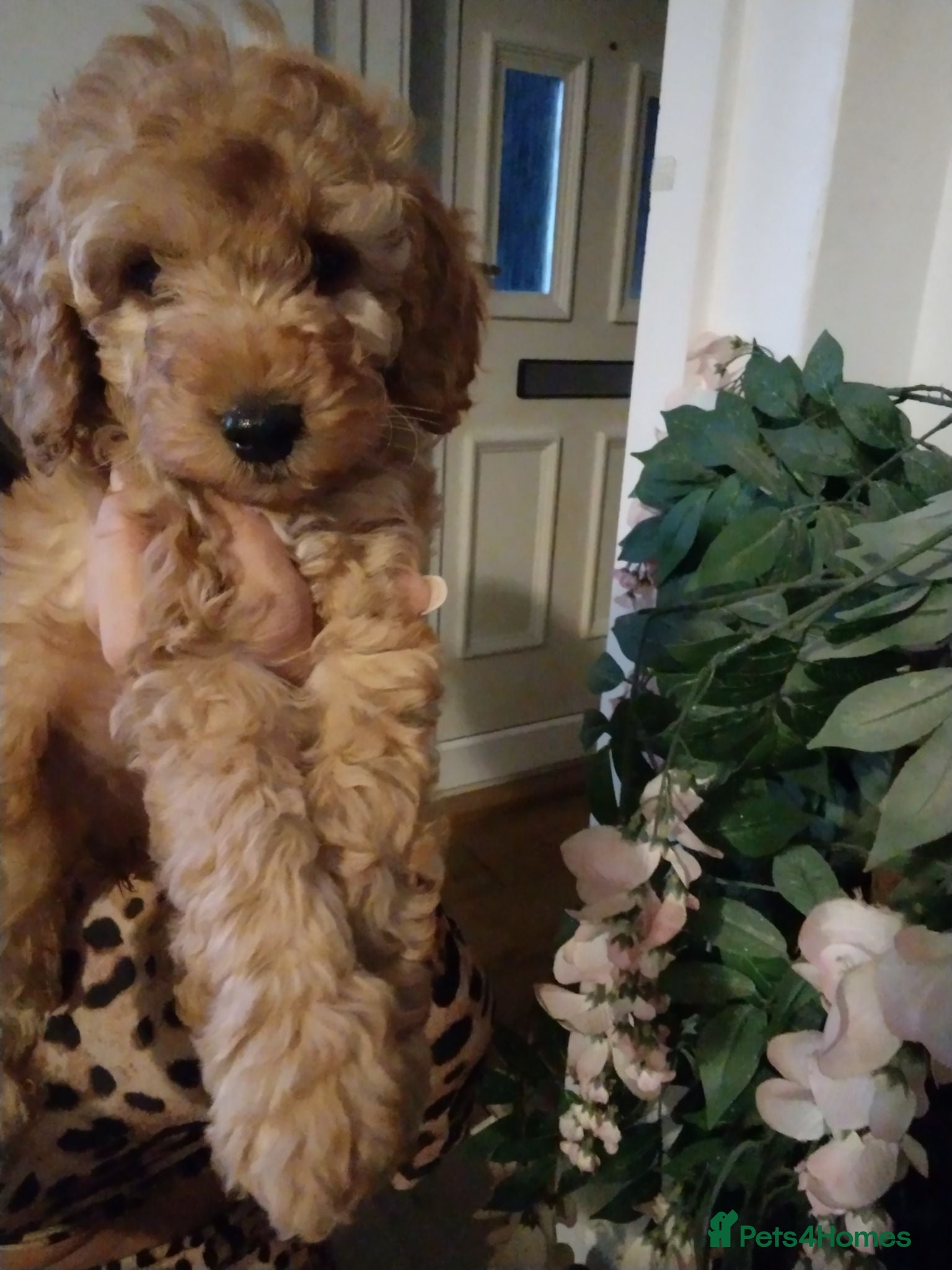 Cockapoo dogs Beautiful cockapoo puppies  - Advert 2