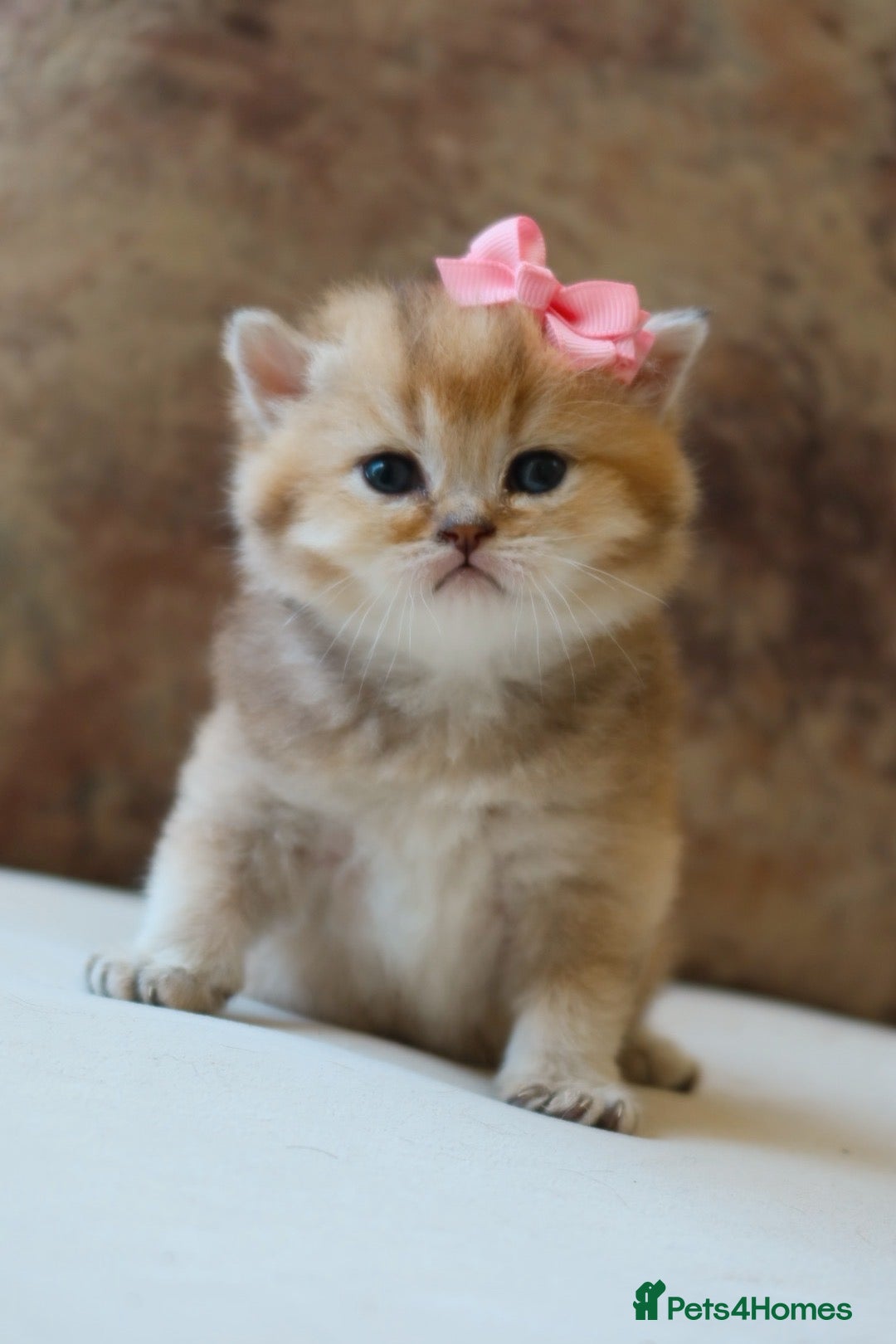 British Shorthair cats for sale: Golden British Shorthair Girl Kitten - Registered - Advert 5