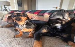 Miniature Dachshund dogs for stud: Mini Dachshund For Stud - Image 2