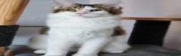 Maine Coon cats for sale: Amazing purebreed maine coon 😍  - Advert 5