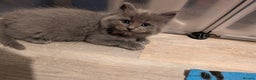 Maine Coon cats for sale: Mainecoon  x ragdolls - Advert 26