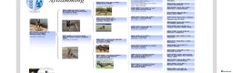 Belgian Shepherd Dog dogs for sale: BRN registered - proven breeding  - Advert 3