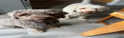 Lagotto Romagnolo dogs for sale: Lagotto Romangalo for sale KC reg.Italian parents  - Advert 10