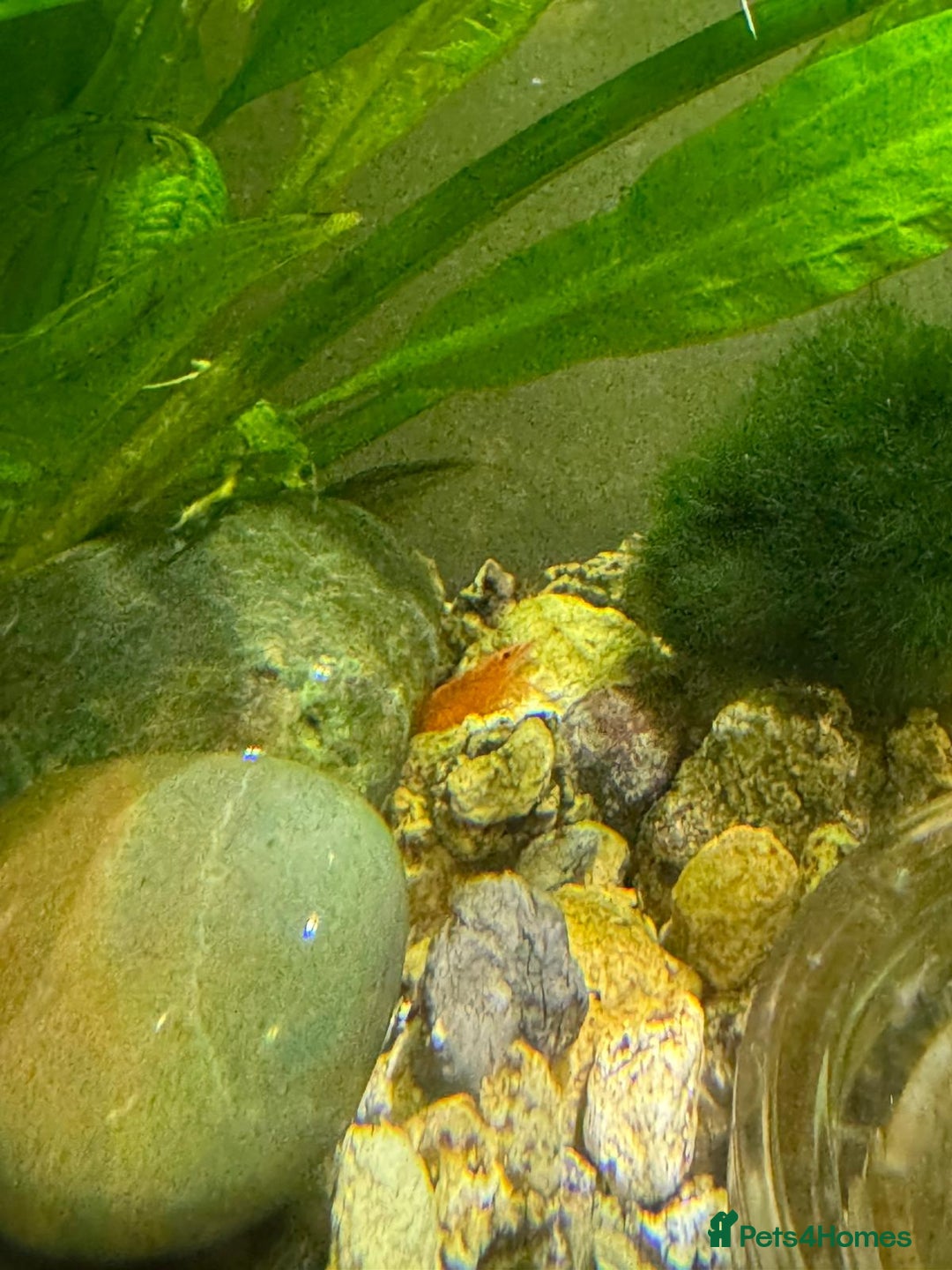 Shrimps fish for sale: Shrimp and rabbit snails  - Advert 3