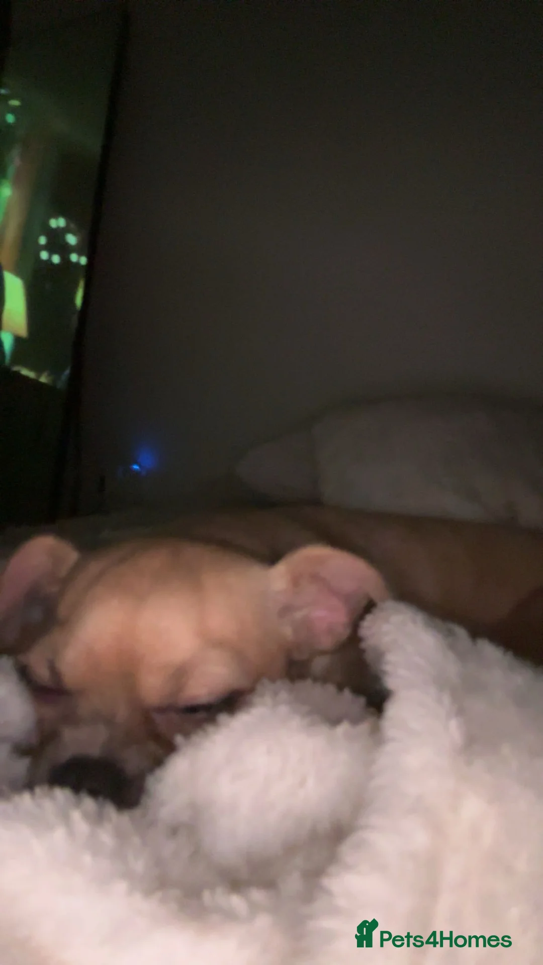 Mixed Breed dogs for sale: lovely dog - Advert 4