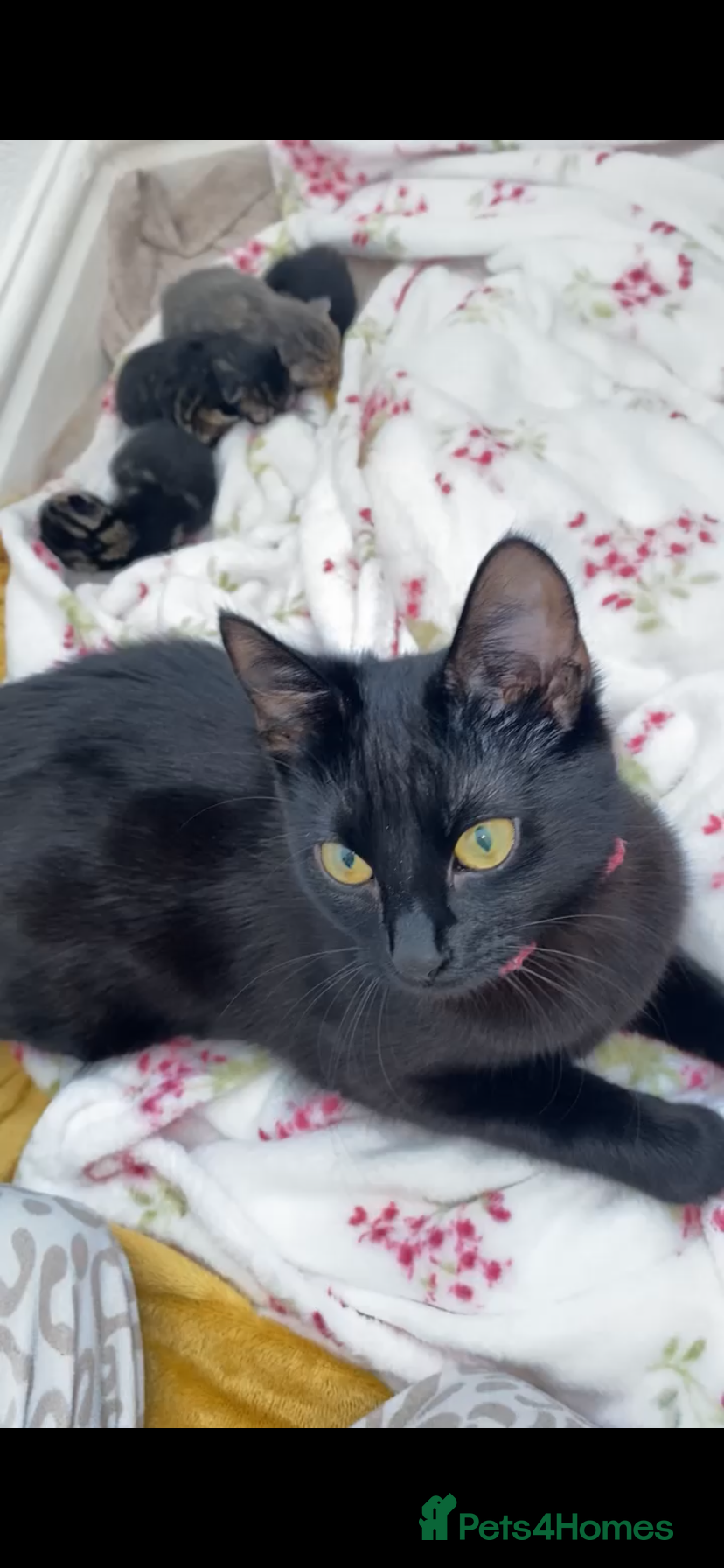 British Shorthair cats Beautiful kittens  - Advert 7