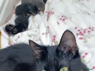British Shorthair cats Beautiful kittens - Advert 1