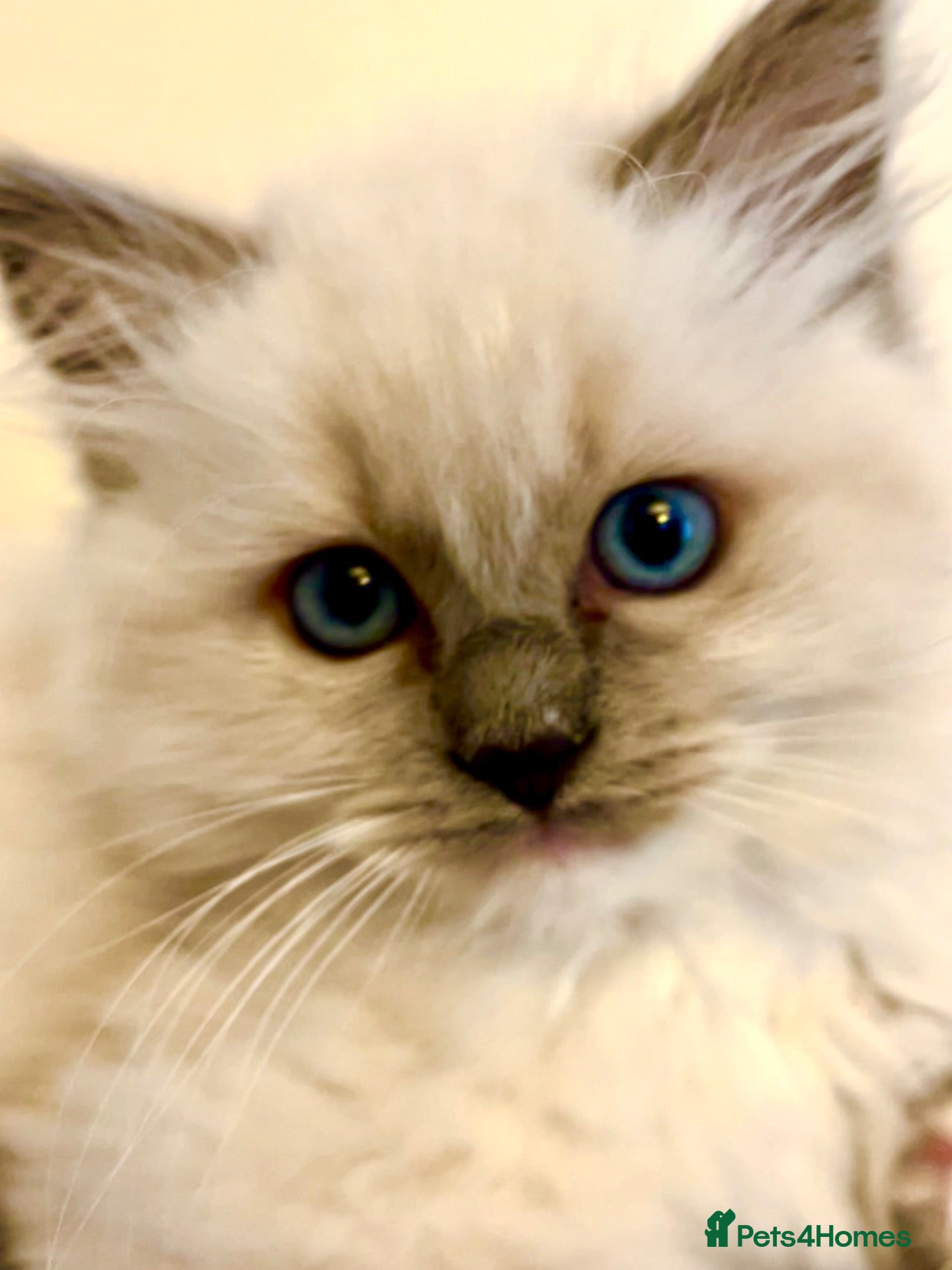 Ragdoll cats Blue Tortie Point Mitted Ragdoll Kittens - Advert 7