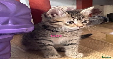 Bengal cats - Advert 2