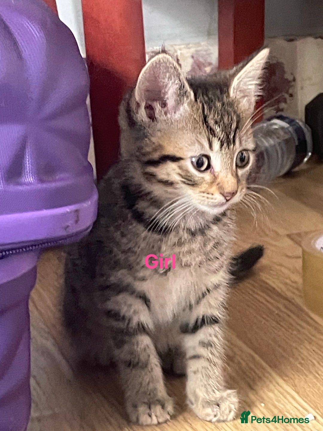 Bengal cats for sale: Bengal cross boy and girl - Image 3